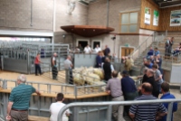 Sheep sale underway