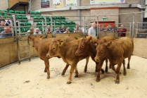 Store Cattle sale